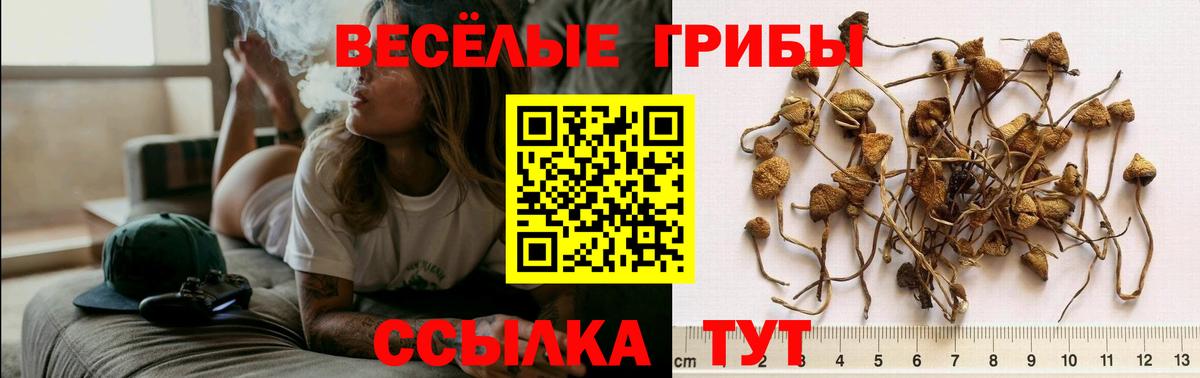 Псилоцибиновые грибы мицелий  Вход с VPN  Валуйки  Галлюциногенные грибы Psilocybine cubensis 